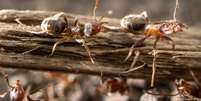 Redução da população de formigas coincide com avanço da colonização em Fiji (Imagem de referência)  Foto: DW / Deutsche Welle