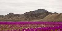 O Deserto do Atacama está coberto de flores após uma chuva incomum   Foto: Anadolu /GettyImages