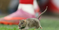 Rato invadiu o gramado e paralisou o duelo entre País de Gales e Bélgica  Foto: Getty Images