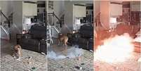 C&atilde;o mastiga bateria de l&iacute;tio, que explode e provoca inc&ecirc;ndio  Foto: Reprodu&ccedil;&atilde;o/Facebook
