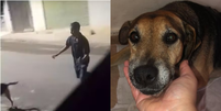 Cachorro esfaqueado por motociclista é colocado para adoção em MG  Foto: Reprodução/Instagram