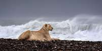 Leoa em praia de pedras na Namíbia, observa sua presa de longe  Foto: Griet Van Malderen / BBC News Brasil