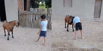 João Feliphe e o bode Théo brincando Foto: Reprodução/Instagram/@monteirojuliana1218