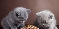 Alimentos de qualidade, próprios para cada fase da vida do gato, são fundamentais para evitar deficiências nutricionais - depositphotos.com / magone Foto: Giro 10