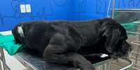 Scooby ficou com bala alojada na região da lombra e precisou ser operado  Foto: Divulgação/Secretaria de Proteção e Defesa dos Animais
