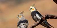 As calopsitas são aves nativas das regiões áridas e semiáridas da Austrália Foto: Imogen Warren | Shutterstock / Portal EdiCase