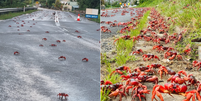 Maior migração de caranguejos do mundo acontece na Ilha Christmas, Austrália  Foto: Reprodução/Instagram/christmasislandnp