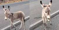 Jumentinho é resgatado depois de ser visto ao lado da mãe morta no Piauí  Foto: Reprodução/@pereira_aps