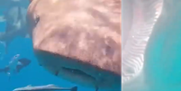 Tubar&atilde;o engoliu c&acirc;mera de turista chin&ecirc;s, nas Maldivas  Foto: Reprodu&ccedil;&atilde;o/YouTube/dailymailcute