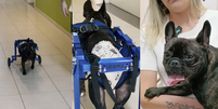 O cachorro Tiringa perdeu a mobilidade nas pernas traseiras após um erro na vacinação  Foto: Reprodução/IFSC