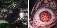 Flor que intriga especialistas só desabrocha por poucos dias e foi registrada pela primeira vez em expedição noturna  Foto: Reprodução/X