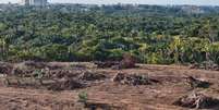 Parlamentares abriram caminho para a supressão de floresta nativa da Mata Atlântica, bioma que coincide com região densamente povoada do Brasil  Foto: Getty Images / BBC News Brasil