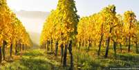 Uvas Riesling no vale de Remstal, em Baden-Württemberg. O Riesling é o vinho mais popular cultivado na Alemanha  Foto: DW / Deutsche Welle