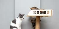 O enriquecimento ambiental é benéfico para a saúde física e mental dos gatos Foto: ArtPhoto21 | Shutterstock / Portal EdiCase