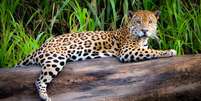 O jaguar, soberano da Amazônia, une força extrema e caça silenciosa para dominar o coração da selva sul-americana - depositphotos.com / marktucan Foto: Giro 10