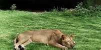 A leoa Leona, do Parque da Bica, em João Pessoa, atacou e matou um jovem que invadiu o seu recinto no último domingo. Foto: Divulgação/PMJP / Estadão