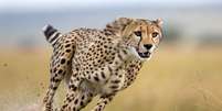 Guepardos são felinos selvagens famosos por atingirem velocidades extraordinárias Foto: AB Photo Master | Shutterstock / Portal EdiCase