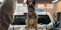 Cão farejador ajuda PF a localizar bunker com 613 kg de cocaína em Santa Catarina  Foto: Divulgação/PF