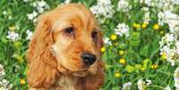 Com orelhas longas e olhar expressivo, o cocker é curioso, inteligente e adora seguir o tutor pela casa - depositphotos.com / cynoclub Foto: Giro 10