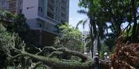 Árvore que caiu na Vila Mariana, em São Paulo, durante o vendaval desta quarta-feira, 10  Foto: Felipe Rau/Estadão / Estadão
