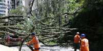 Queda de árvore também foi registrada na Avenida Prefeito Fábio Prado, na Vila Mariana.  Foto: Felipe Rau/Estadão / Estadão