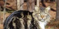 Os Estados Unidos se tornaram refer&ecirc;ncia em programas de cria&ccedil;&atilde;o e preserva&ccedil;&atilde;o de linhagens felinas&nbsp; Foto: Mary McDonald | Shutterstock / Portal EdiCase