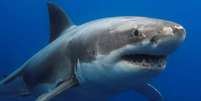 tubar&atilde;o -depositphotos.com / Whitepointer Foto: Giro 10