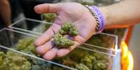 A maioria dos Estados americanos permite o uso da cannabis para fins medicinais e 24 Estados tamb&eacute;m autorizam seu uso recreativo  Foto: Getty Images / BBC News Brasil