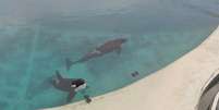 As orcas Wikie e Keijo nunca souberam o que &eacute; a vida sem apresenta&ccedil;&otilde;es at&eacute; o fechamento do parque  Foto: Seph Lawless / BBC News Brasil
