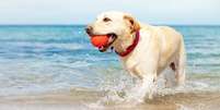 Ir &agrave; praia com seu cachorro vai ser muito divertido com essas dicas Foto: Shutterstock / Alto Astral