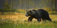 Urso pardo - depositphotos.com / mecan Foto: Giro 10