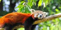 O panda-vermelho, conhecido cientificamente como Ailurus fulgens, tem origem em regi&otilde;es de alta montanha do Himalaia e no sudoeste da China - depositphotos.com / NataliiaMelnyc Foto: Giro 10