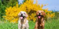 Al&eacute;m de serem conhecidos pela for&ccedil;a, os cachorros de grande porte tamb&eacute;m se destacam pela lealdade e afeto ao tutor Foto: Christian Mueller | Shutterstock / Portal EdiCase
