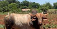 O touro Halloween desapareceu no Mato Grosso do Sul  Foto: Arquivo Pessoal
