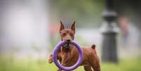 Alguns nomes podem combinar perfeitamente com a personalidade do pinscher Foto: Liudmila Bohush | Shutterstock / Portal EdiCase