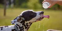 O calor pode reduzir o apetite e a hidrata&ccedil;&atilde;o dos pets Foto: Shutterstock / Alto Astral