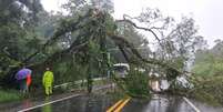 Queda de árvore da SP-055, na altura de Itariri. Foto: Defesa Civil/Divulgação / Estadão