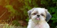 Shih Tzu tem manias engra&ccedil;adas que conquistam tutores com muito charme e personalidade Foto: Shutterstock / Alto Astral