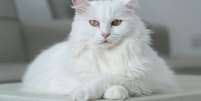 Alguns gatos chamam atenção pela pelagem branca Foto: Mutia188 | Shutterstock / Portal EdiCase
