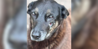 Cão Orelha, que precisou ser sacrificado após agressões  Foto: Reprodução/Instagram