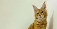 Un cucciolo di 'Maine Coon' &egrave; il gatto pi&ugrave; bello del mondo Foto: ANSA / Ansa - Brasil