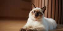Conhe&ccedil;a a hist&oacute;ria, a intelig&ecirc;ncia e o comportamento "falante" do gato siam&ecirc;s, uma das ra&ccedil;as felinas mais carism&aacute;ticas e populares do mundo Foto: Reprodu&ccedil;&atilde;o: Canva/Phanuphong Thepnin / Bons Fluidos