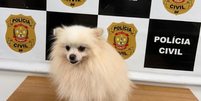 Homem &eacute; preso ap&oacute;s furtar e vender Lulu-da-Pomer&acirc;nia no DF  Foto: Divulga&ccedil;&atilde;o/Pol&iacute;cia Civil
