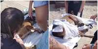 Cachorra comunit&aacute;ria &eacute; esfaqueada em praia no litoral de SP  Foto: Reprodu&ccedil;&atilde;o/Instagram/@ong_lar_dos_pets
