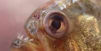 Altas temperaturas favorecem aparecimento de piranhas nas margens do rio Victoria, na Argentina Foto: ANSA / Ansa - Brasil