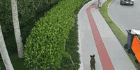 Vídeo mostra cão Orelha caminhando pela vizinhança por volta das 7h do dia 4 de janeiro  Foto: Reprodução/NSCTV