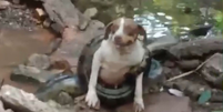 Cachorra &eacute; resgatada com vida ap&oacute;s ser &lsquo;enrolada&rsquo; por sucuri no interior de SP  Foto: Reprodu&ccedil;&atilde;o/Redes sociais