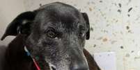 Pretinha foi resgatada e estava internada para tratamento veterin&aacute;rio  Foto: Reprodu&ccedil;&atilde;o/brunoducatt/Instagram