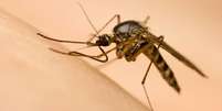 mosquito - depositphotos.com / corlaffra Foto: Giro 10