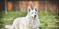 O pastor branco su&iacute;&ccedil;o &eacute; um cachorro grande, inteligente e leal, com grande facilidade para treinos e esportes Foto: Oksamutnaya| Shutterstock / Portal EdiCase